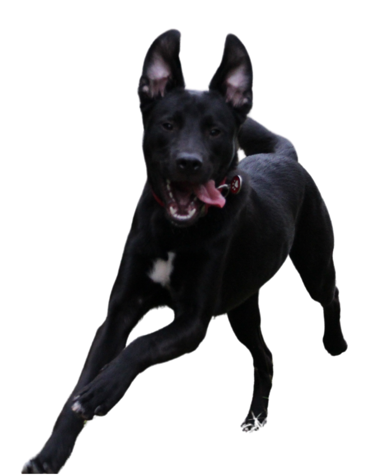 aucun-animal